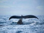 hawaii nautical waikiki whale watch cruise